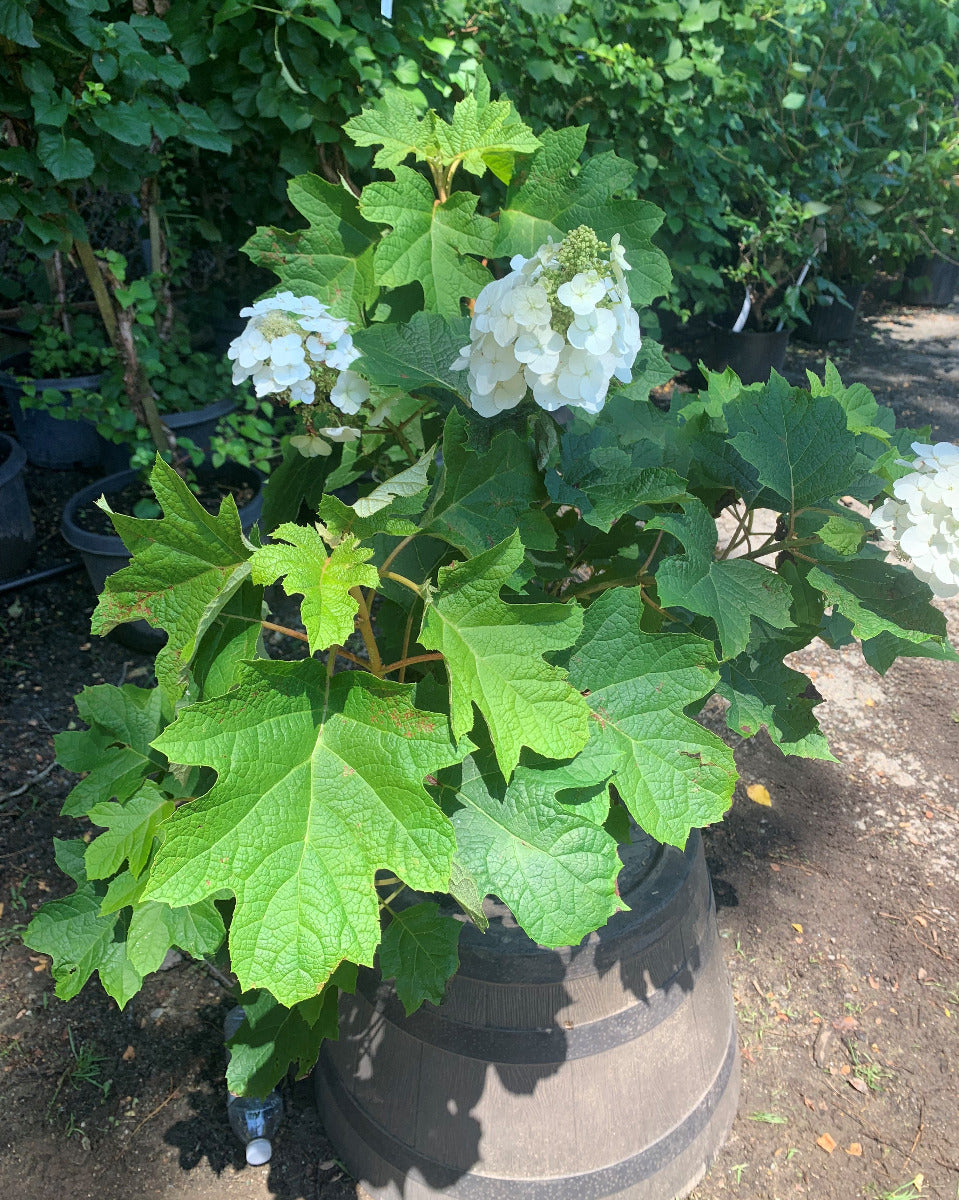 Ruby Slippers Oakleaf Hydrangea