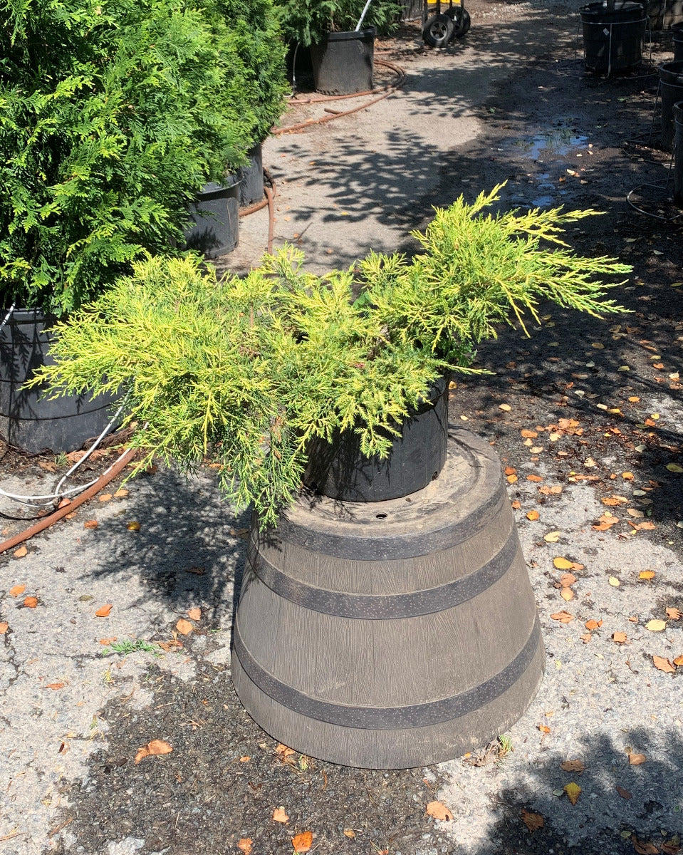 Gold Lace Juniper
