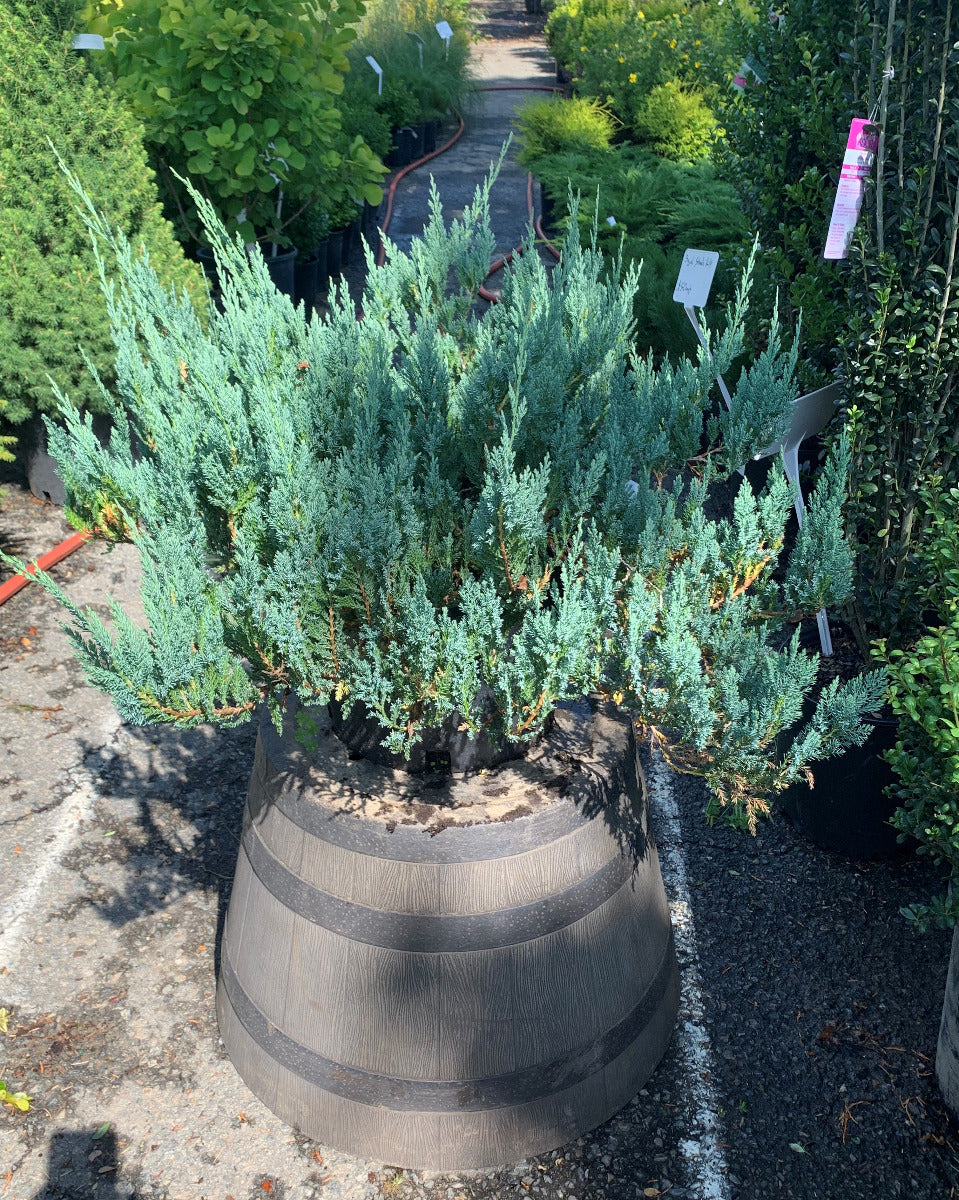 Blue Chip Juniper
