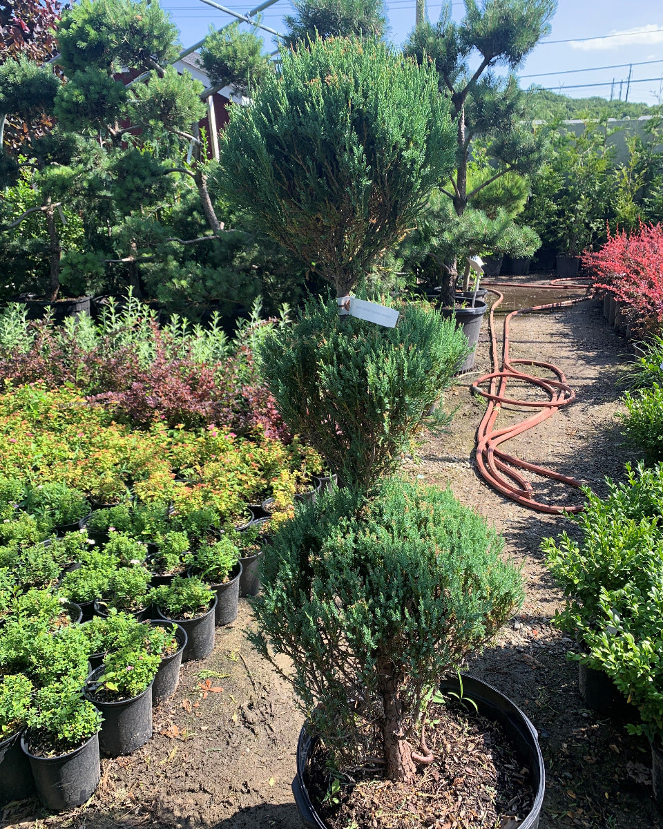 Blue Arrow Juniper Poodle