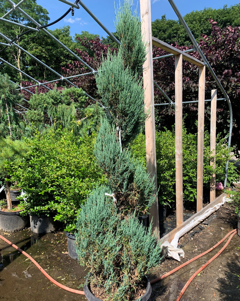 Blue Arrow Juniper Spiral