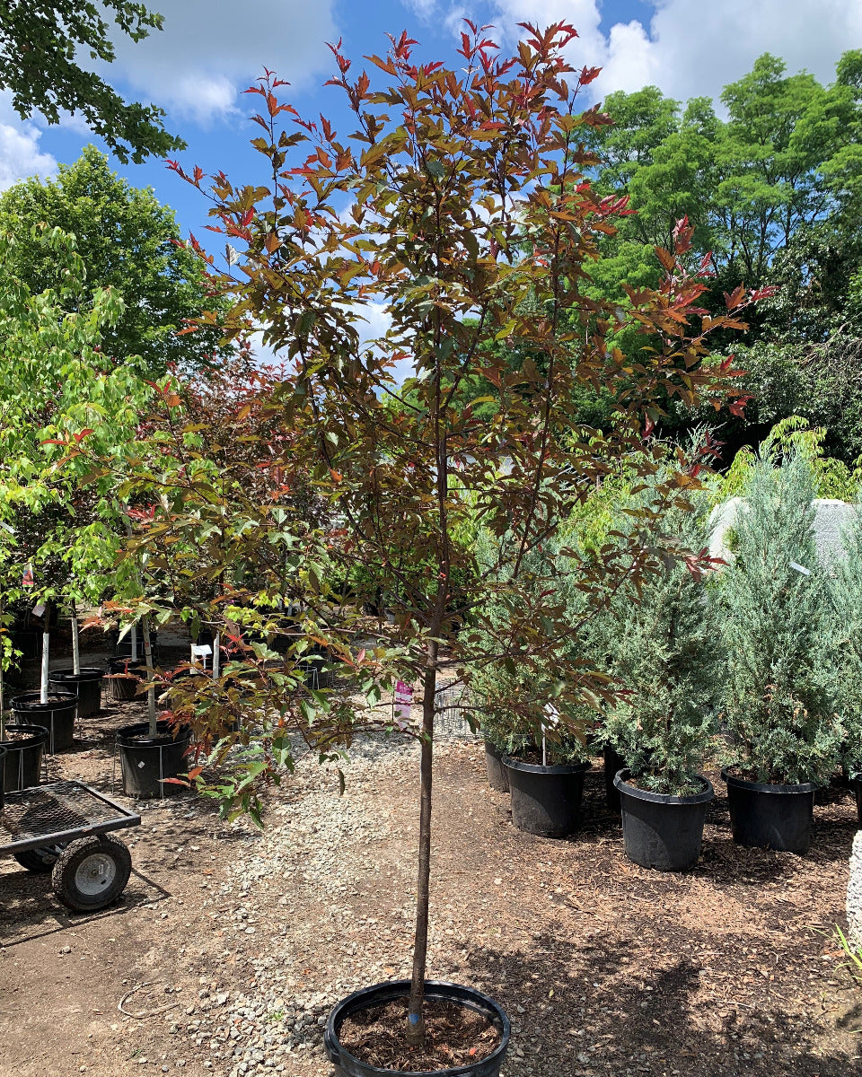 Royal Raindrops Crabapple