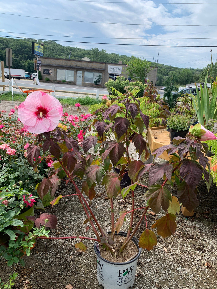 Perfect Storm Hibiscus