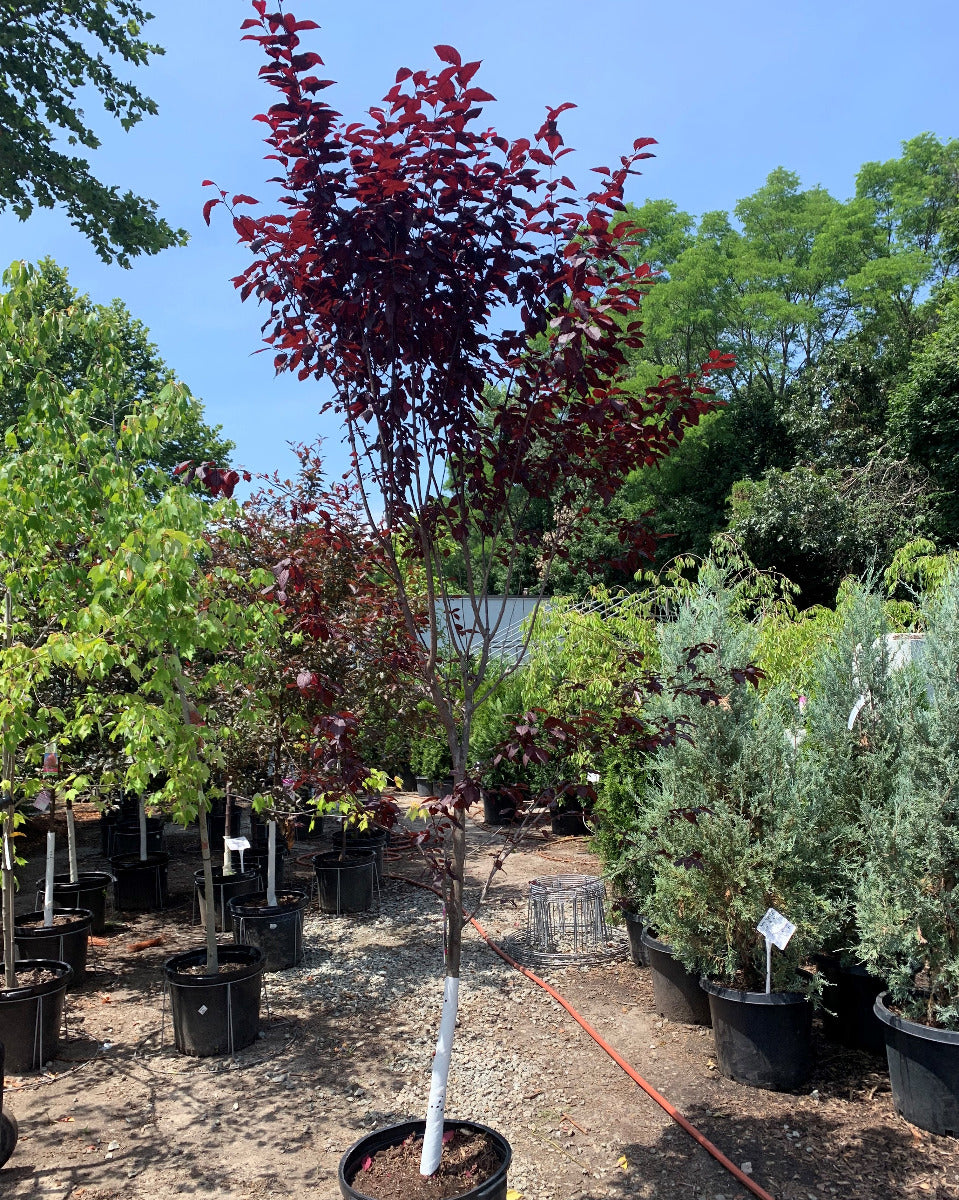 Thundercloud Flowering Plum