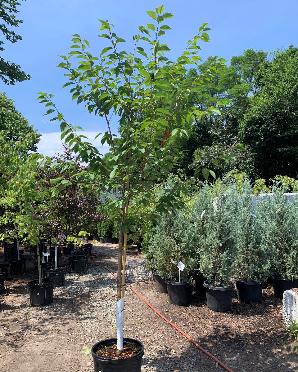 Kwanzan Flowering Cherry