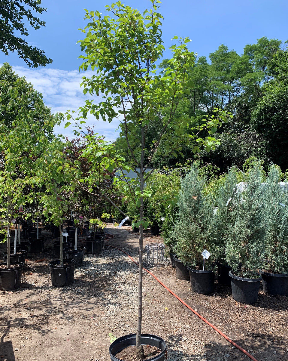Trinity Flowering Pear