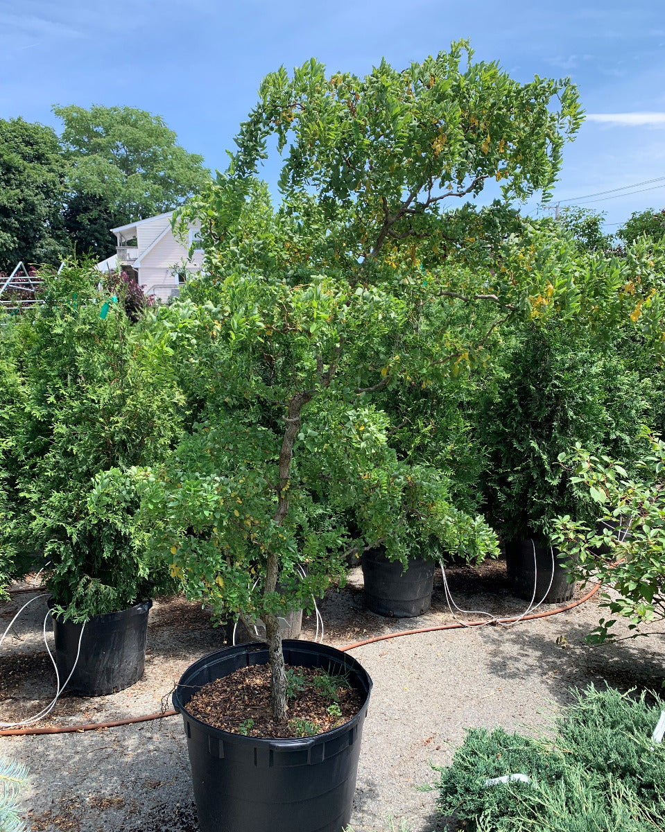Lace Lady Dwarf Black Locust