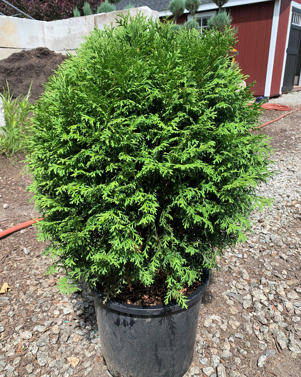 Little Giant Arborvitae