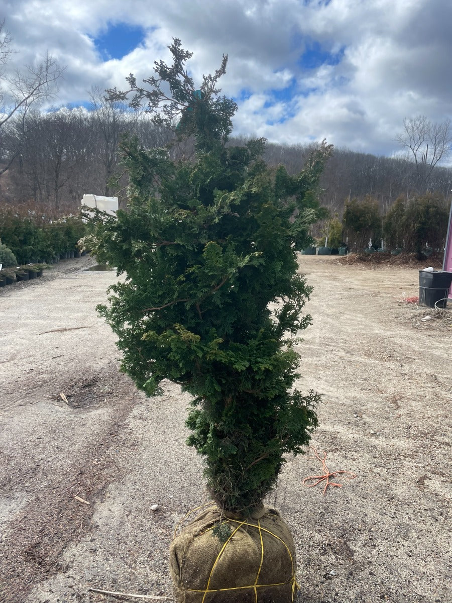 Compact Hinoki Cypress