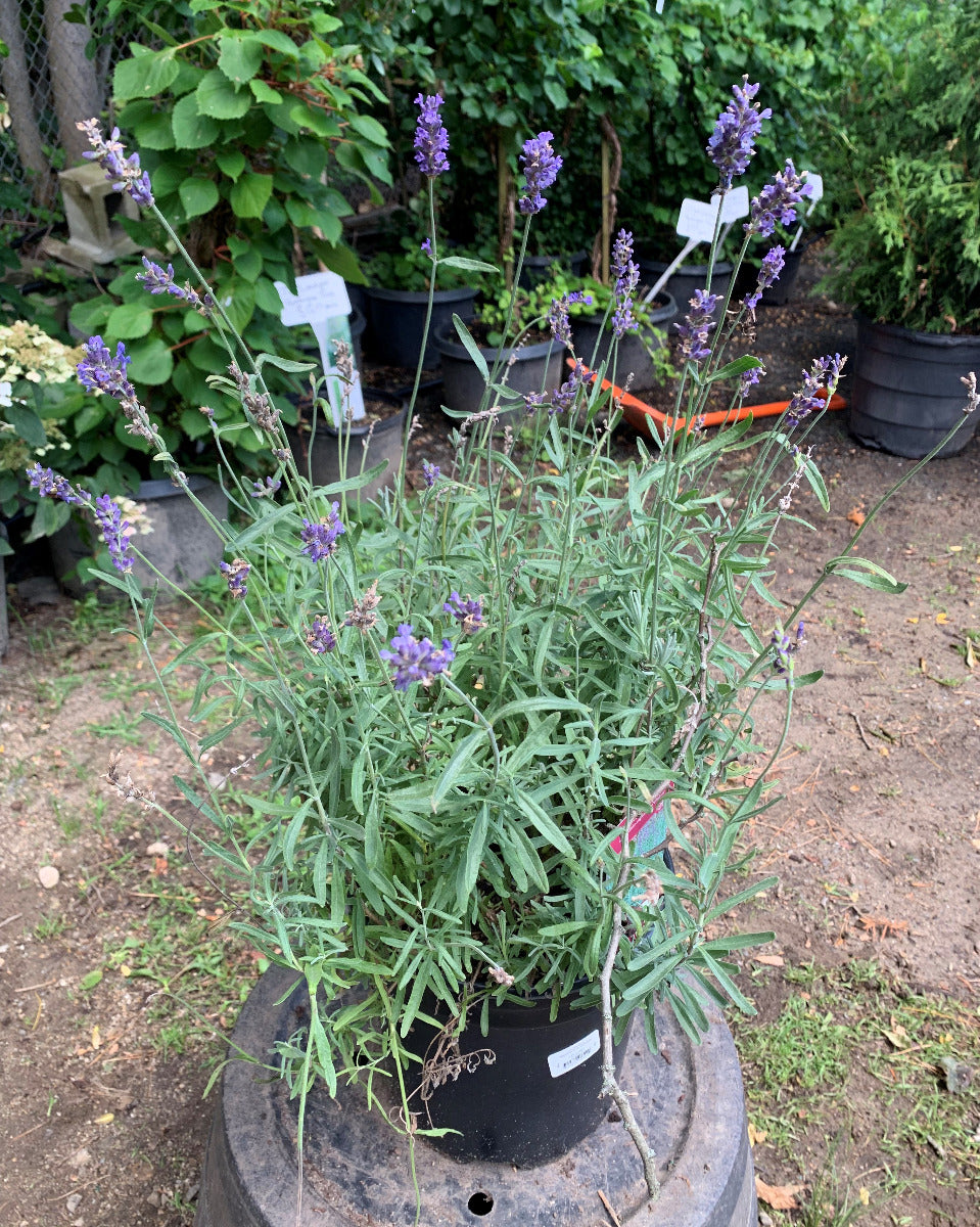 English Lavender