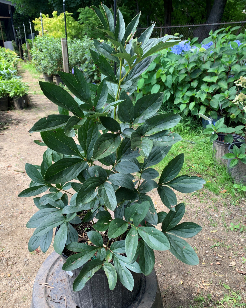 Duchesse De Nemours Peony