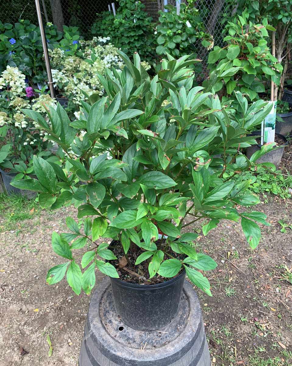 Karl Rosenfield Peony