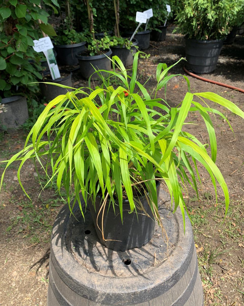 All Gold Japanese Forest Grass