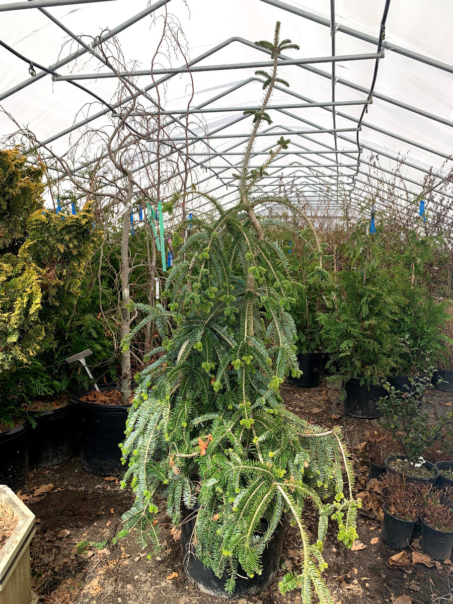 Green Spiral Silver Fir