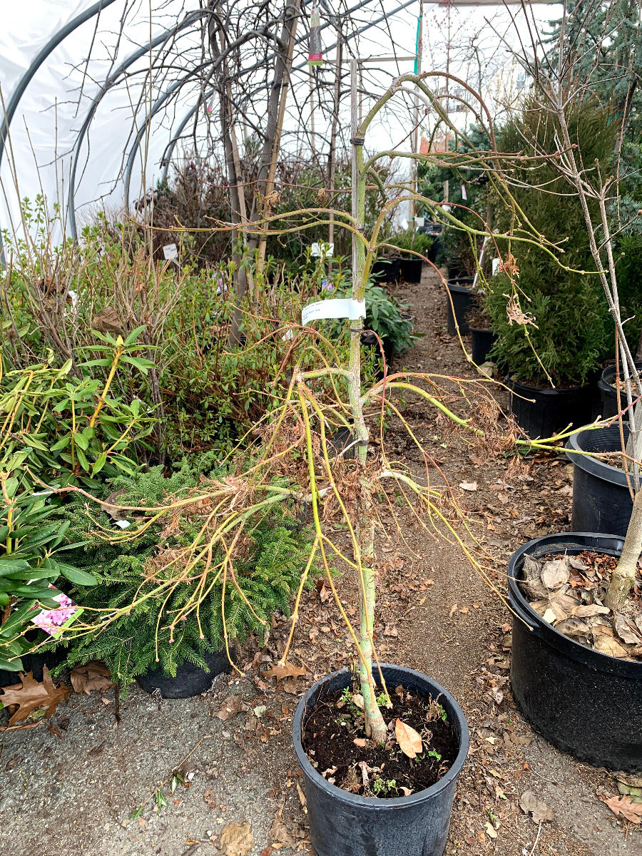 Viridis Dwarf Japanese Maple