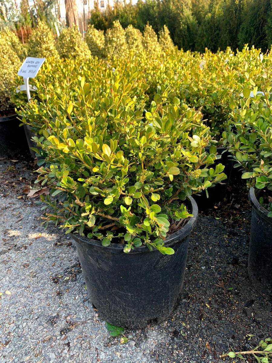 Winter Gem Boxwood