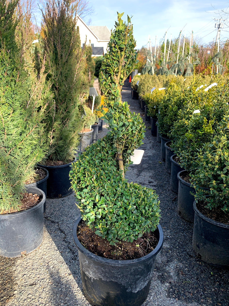 Green Mountain Boxwood Spiral