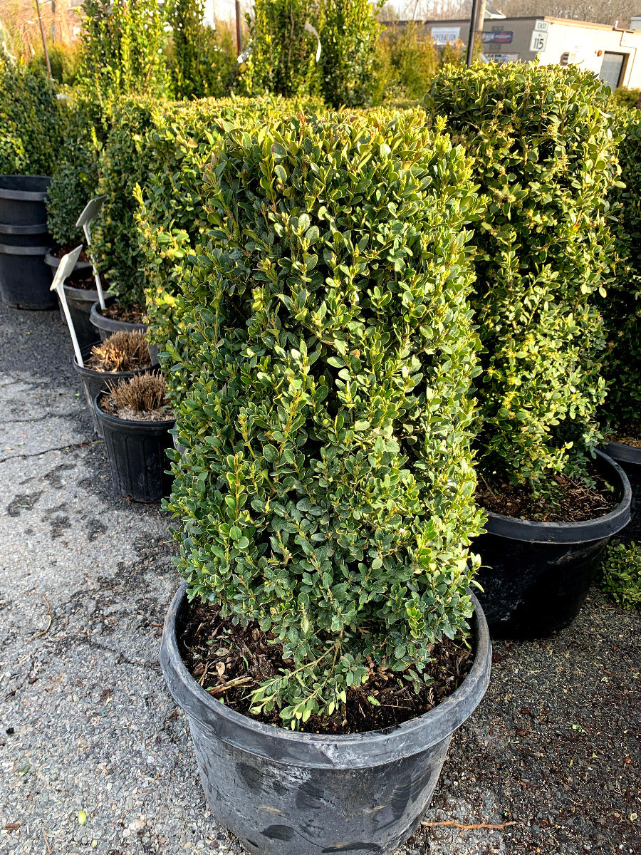 Green Mountain Boxwood Cylinder