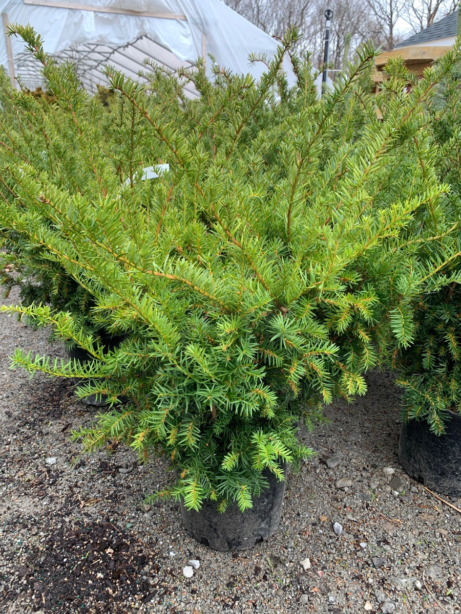Dense Yew