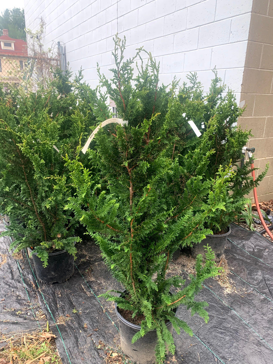 Fernleaf Hinoki Cypress