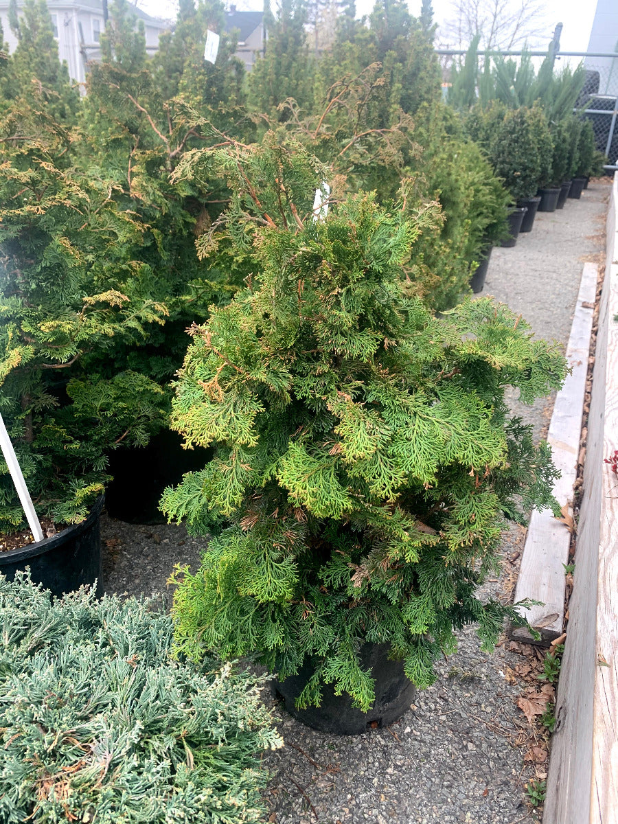 Wells Special Hinoki Cypress