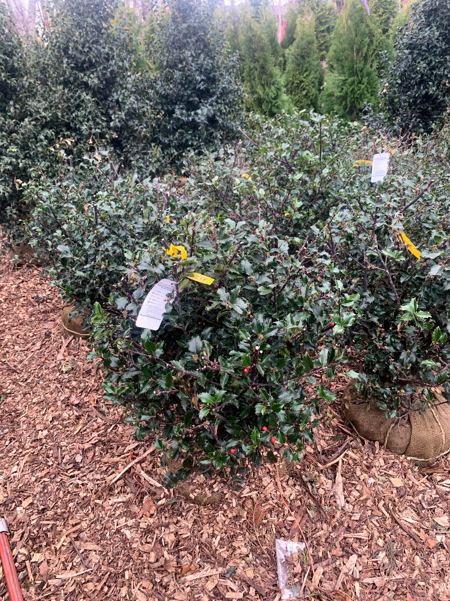 Blue Princess Holly Globe