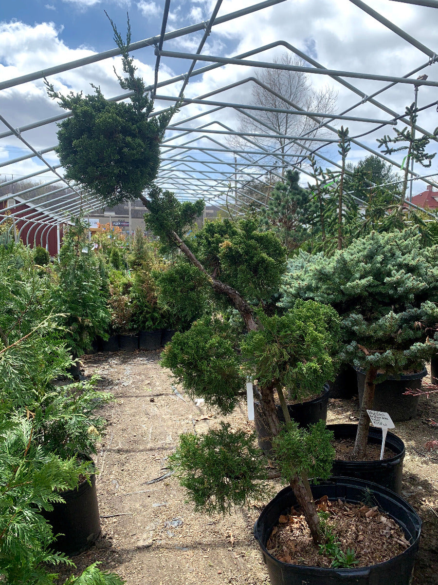 Hollywood Juniper Topiary