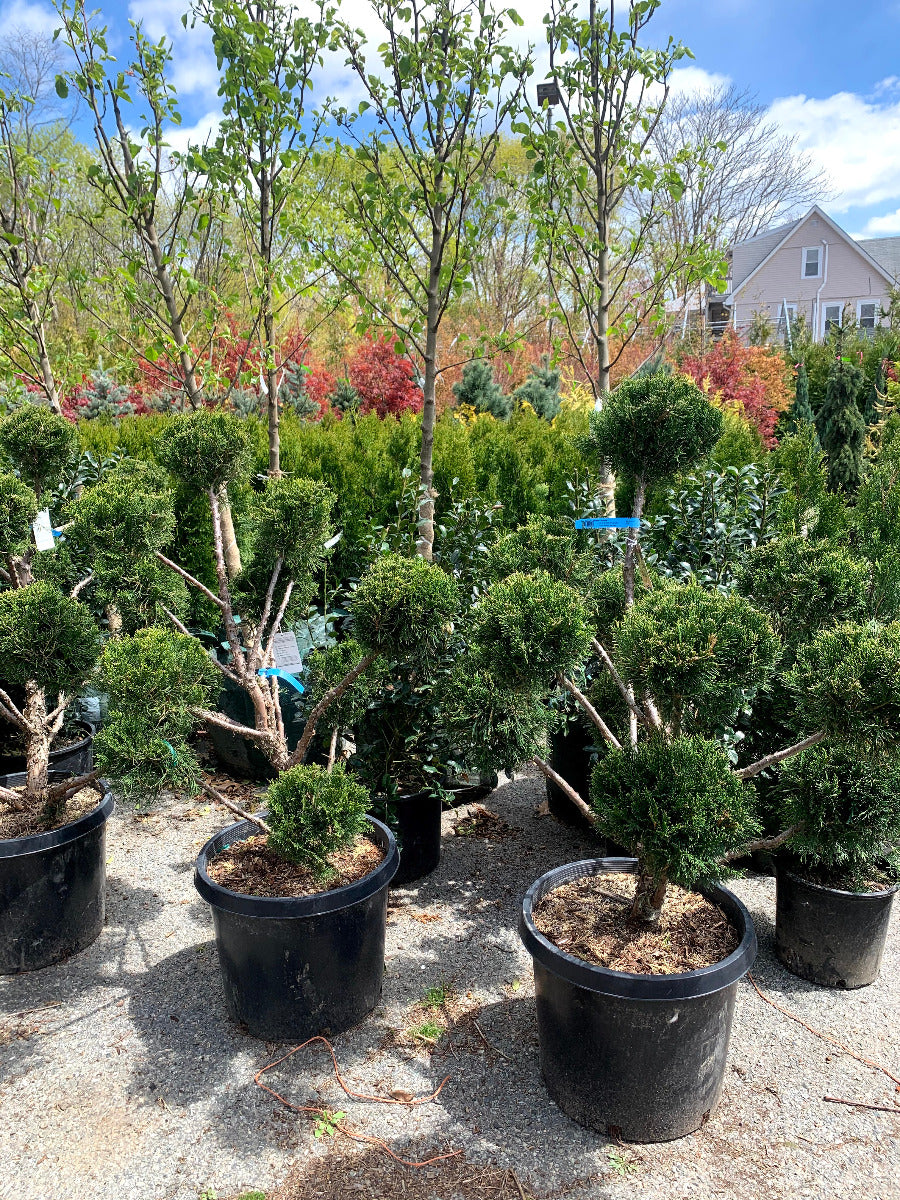 Sea Green Juniper Pom Pom