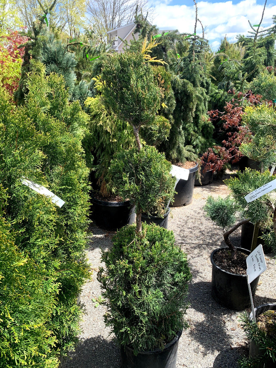 Spartan Juniper Poodle