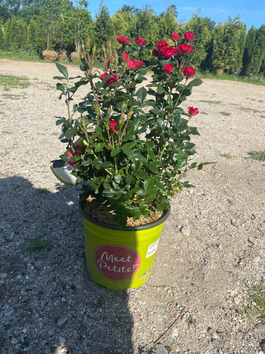 Knock Out Petite Rose