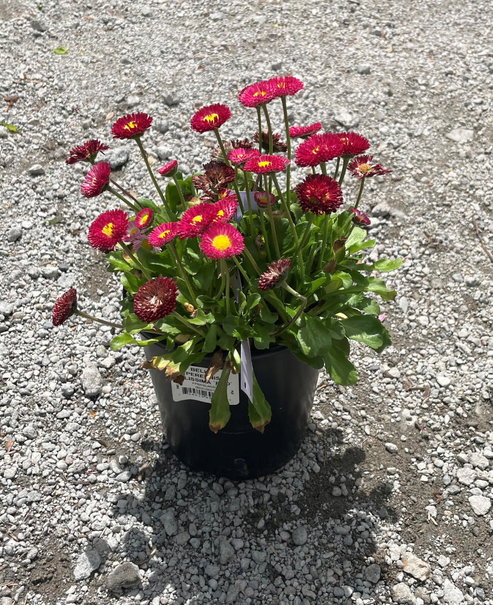 Belissima Red English Daisy