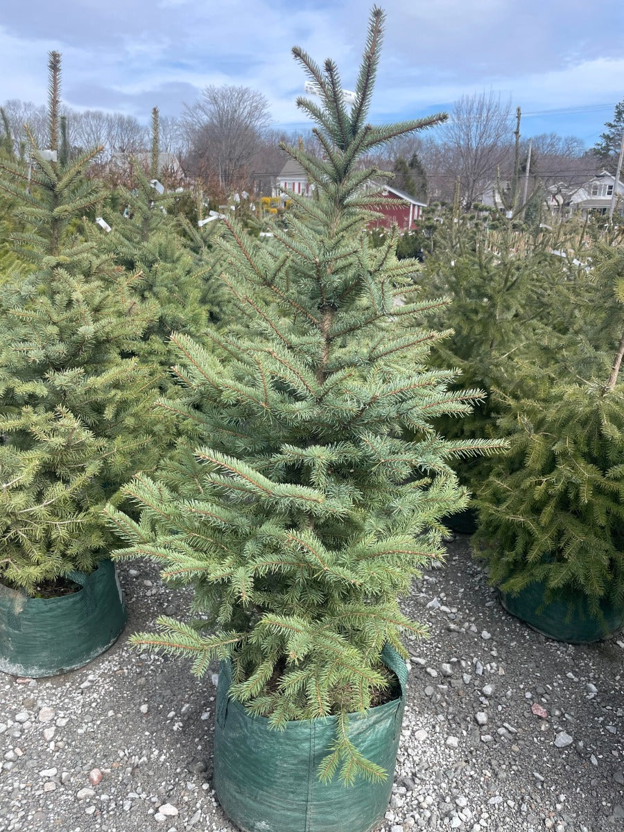 Majestic Colorado Blue Spruce