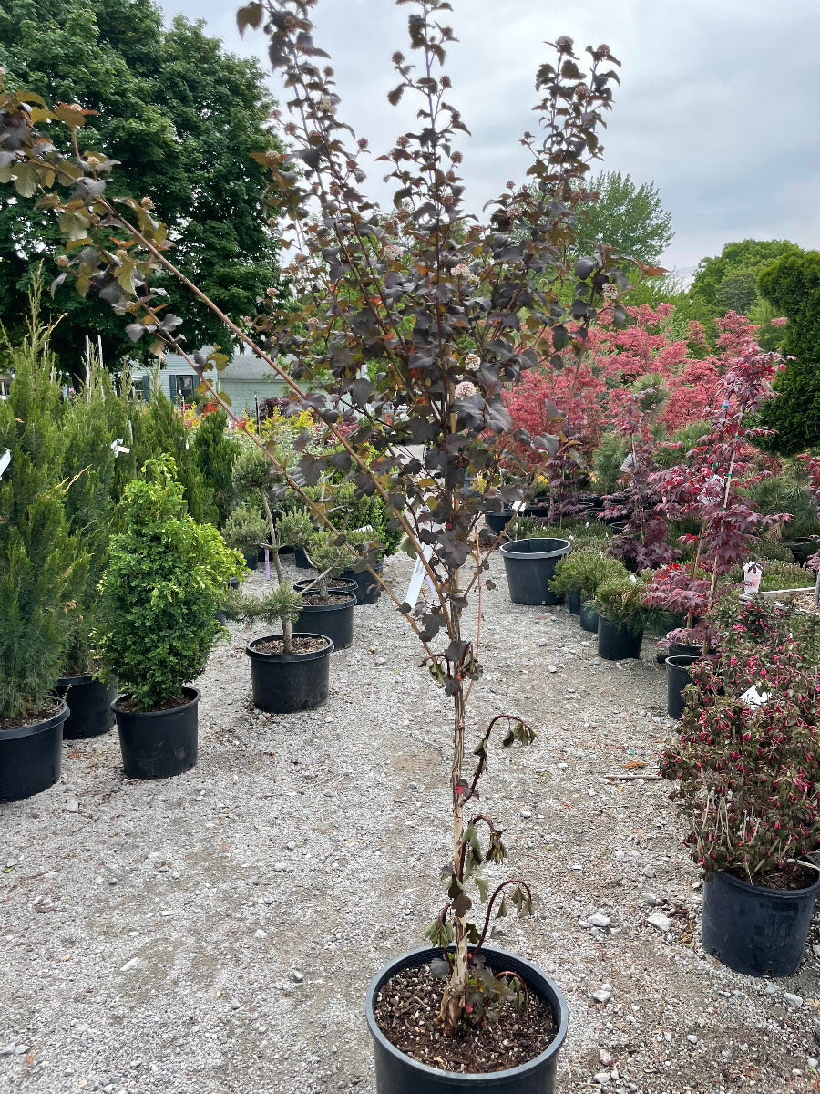 Diabolo Ninebark Tree