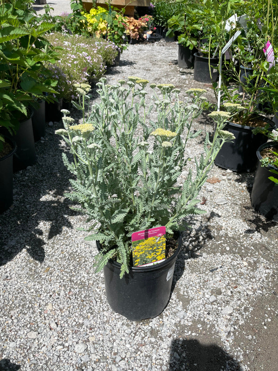 Moonshine Yarrow