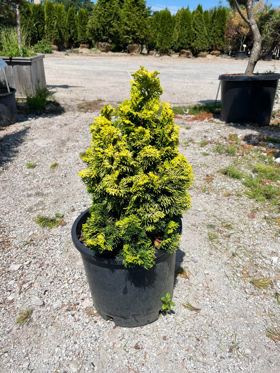 Nana Lutea Hinoki Cypress