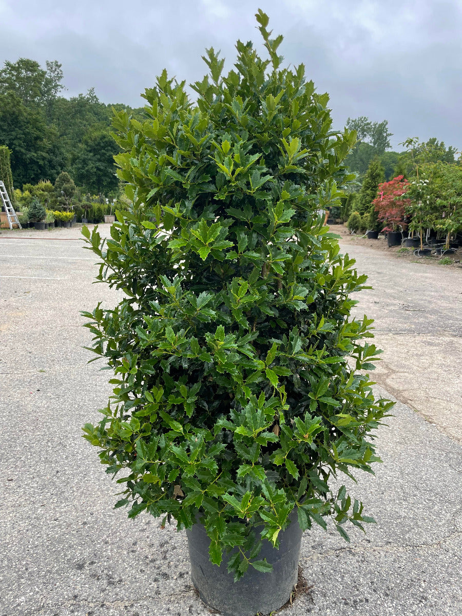 Oak Leaf Holly