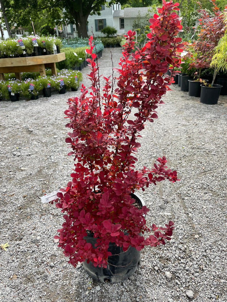 'Orange Rocket' Barberry