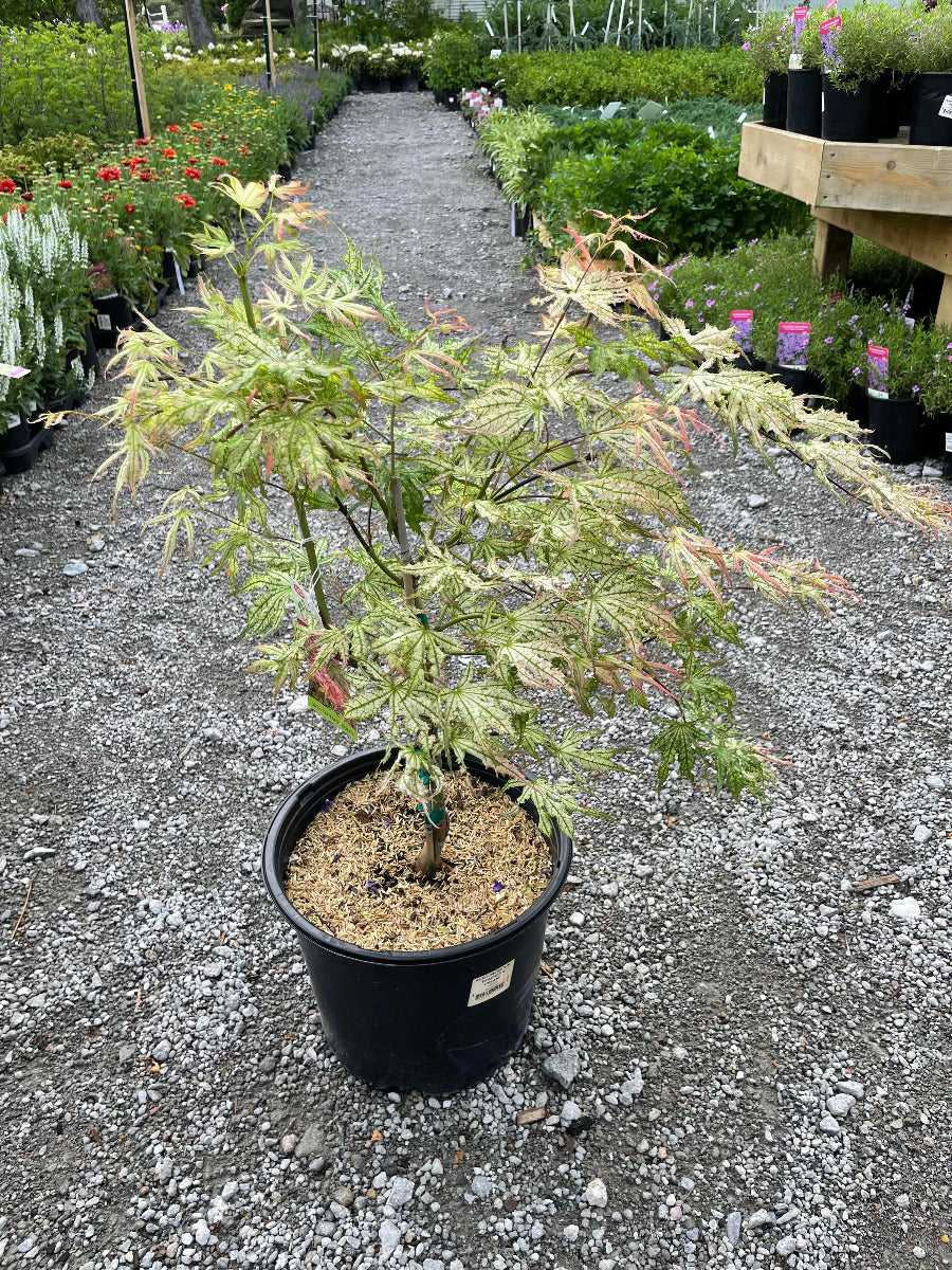 Peaches & Cream Japanese Maple