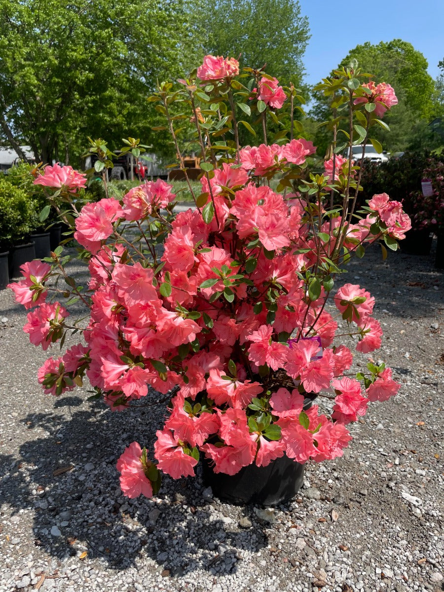 Blaauws Pink Azalea