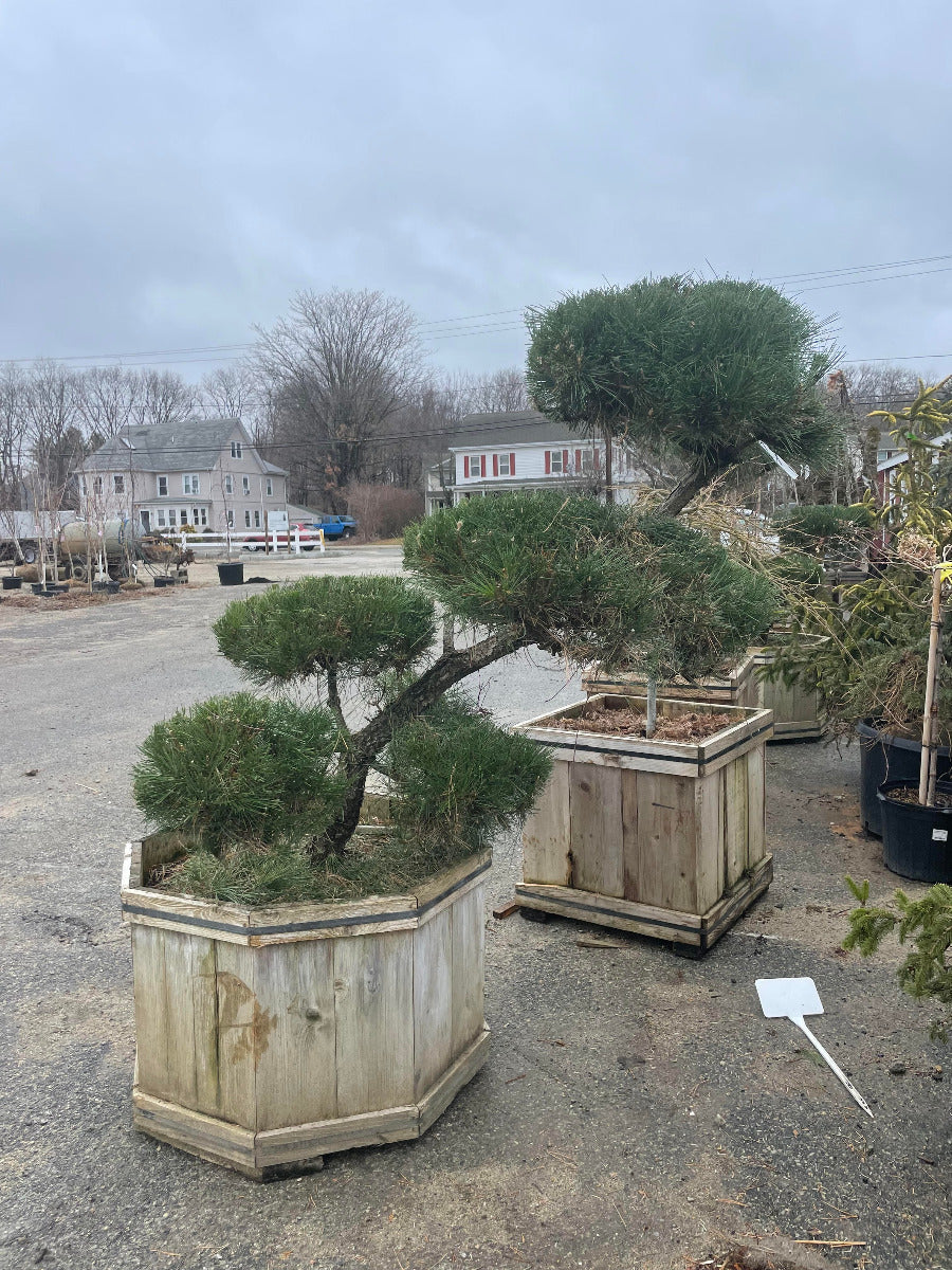 Japanese Black Pine -Topiary-