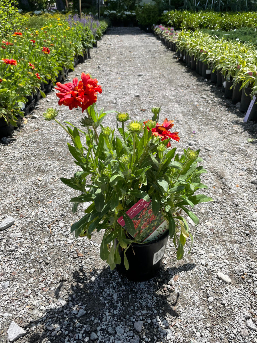 Arizona red blanket flower