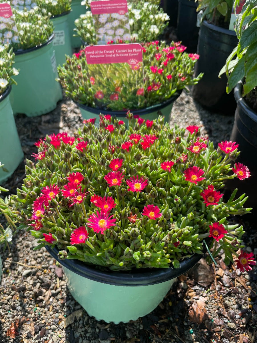 Red Jewel of Desert Garnet