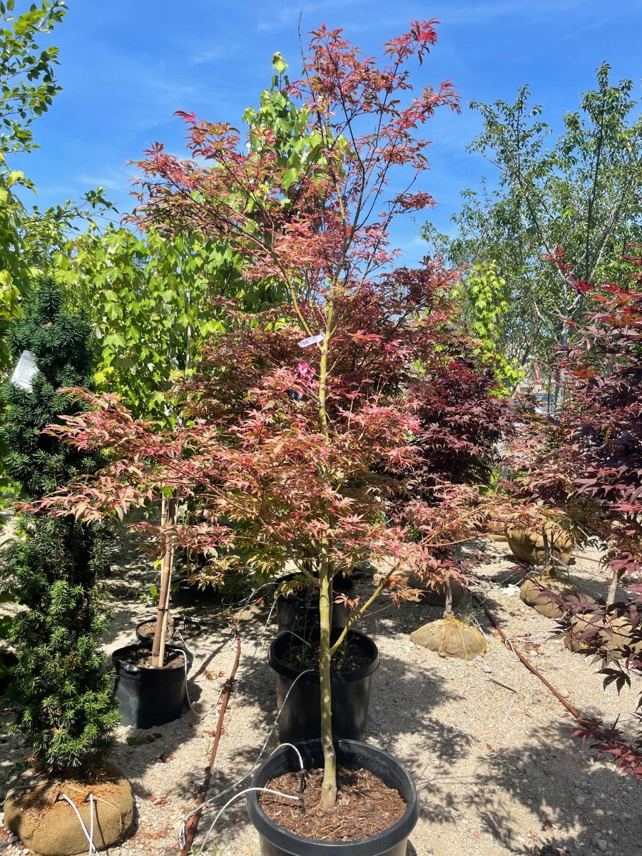 Shirazz Japanese Maple