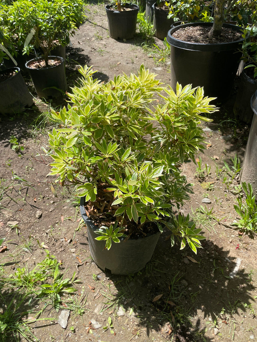 'Flaming Silver' Japanese Andromeda