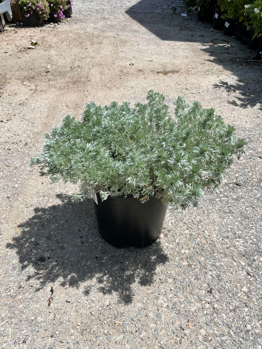 Silver Mound Wormwood