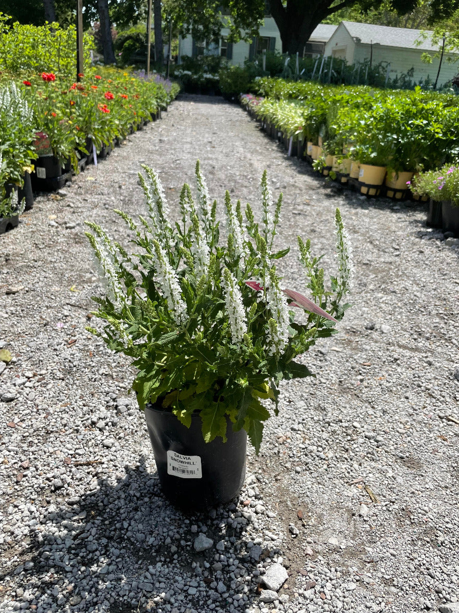 Snow Hill Sage