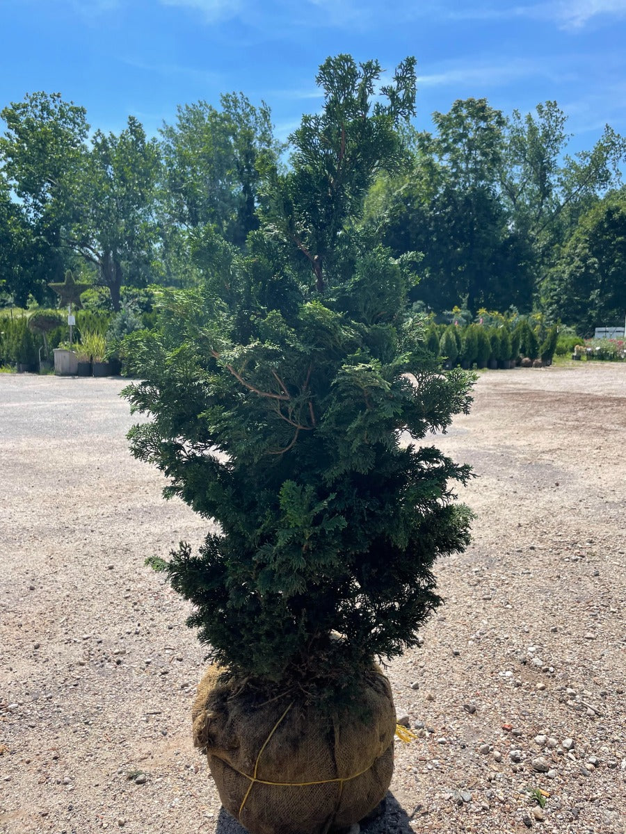 'Split Rock' Hinoki Cypress
