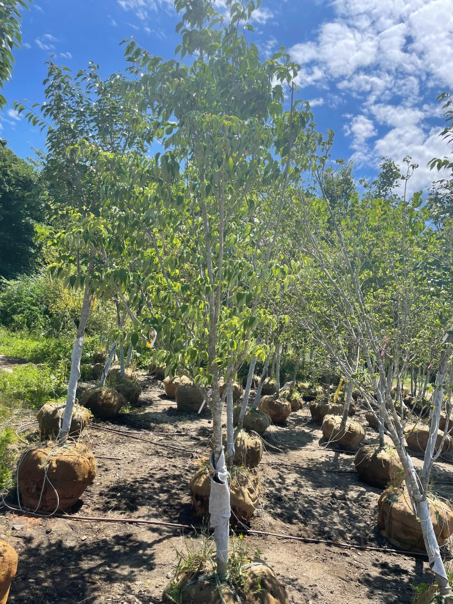 'Rutgan Stellar Pink' Dogwood