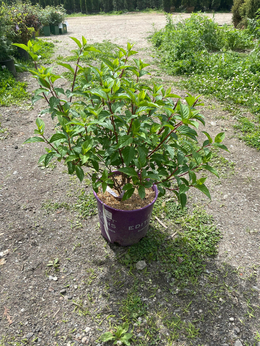 'Vanilla Strawberry' Hydrangea