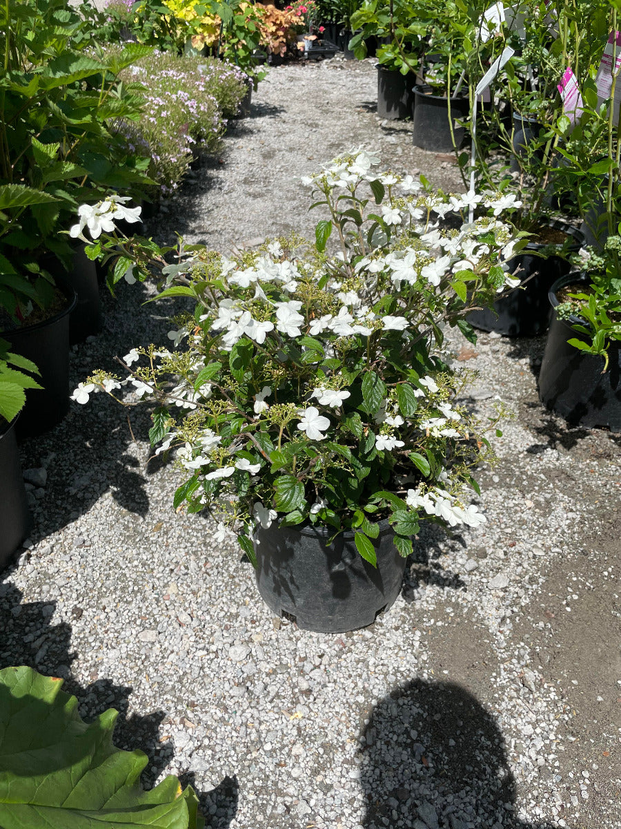 Summer Snowflake Viburnum